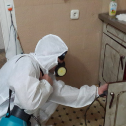 Дезинфекция от муравьев в квартире в Тверском районе Москвы